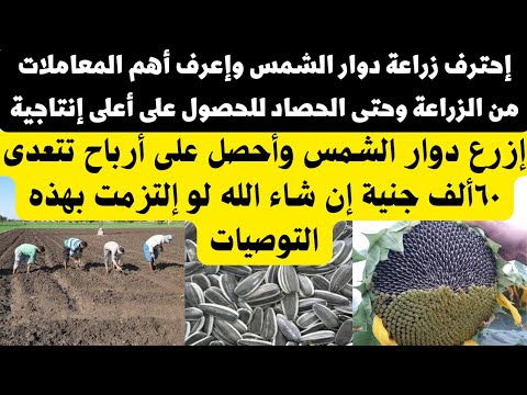 فيديو: الآفات الزراعية: مكنسة عباد الشمس