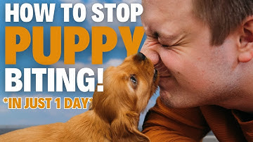 How To STOP Puppy Biting In 1 Day EVERY TIME