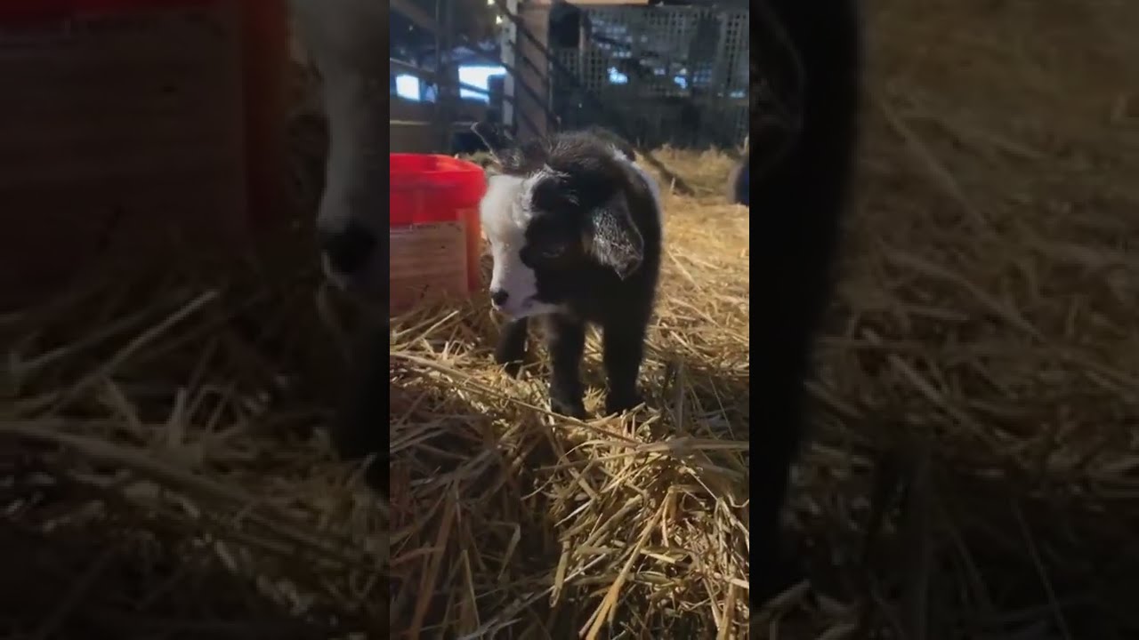 The Day We Found A Miracle! 1% Chance Of Survival But She Mage It!