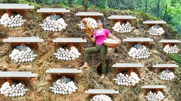 REWIND TIMELAPSE--30 Day Build Many Nest For Hens To Lay Egg - Harvest Chicken Egg, Ducks Go To Sell