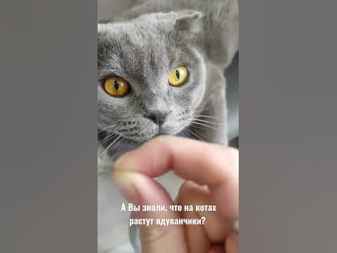 кот одуванчик - YouTube