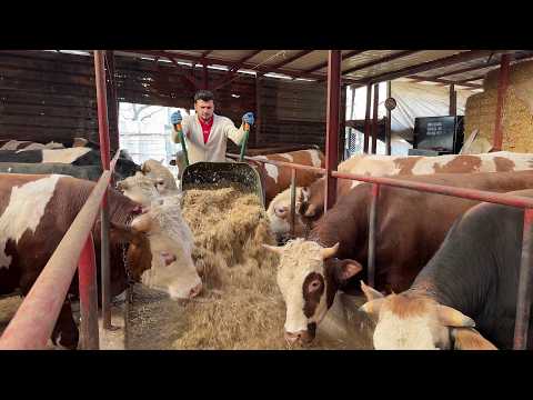 KURBANLIK BAKIMI #3 2026