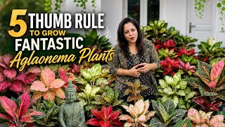 🔴5 Thumb Rules to Grow Fantastic Aglaonema Plants ॥ एग्लोनेमा पौधों को शानदार बनाने के 5 गोल्डन नियम