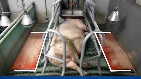 Preparing farrowing
