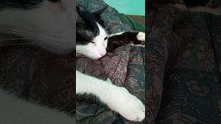 😹🫶🏼 #gatosadorables #michi #olimpo #mbarakaja #adoptaunrescatado #adoption #sweet #cutecat #latam
