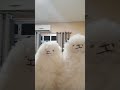 Llamas bailarinas jajaja#funny#gracioso