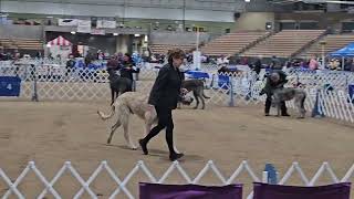 Monday 3/11/24 Pt 7  Franklin Tennessee Dog Show