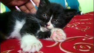 Download lagu Anak kucing persia tidur | Menjadi penggigit dan pencakar setelah terbangun | ilhamsyah yt