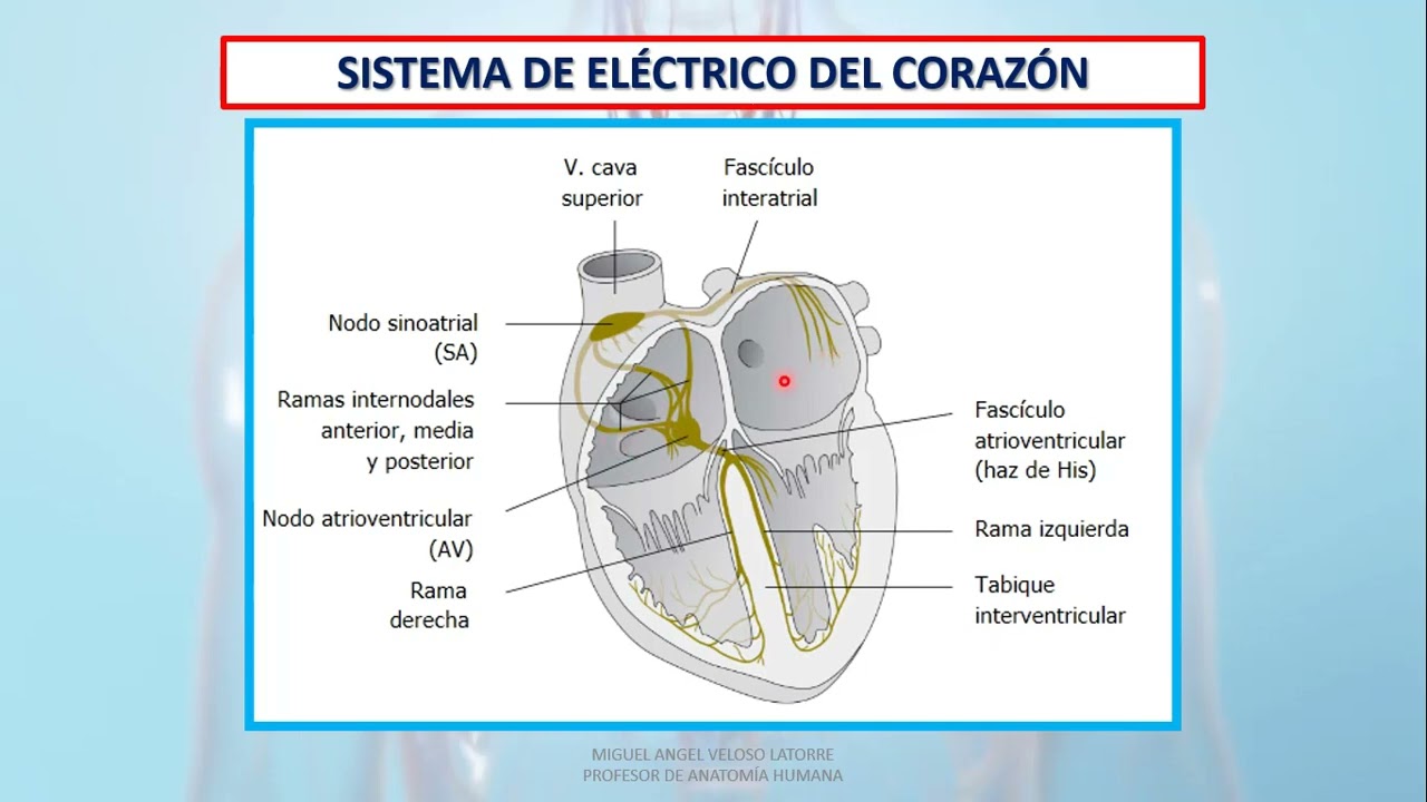 Video Sistema Electrico Del CorazÓn Youtube