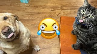 🤣 These Animals will ley you Die of LAUGHTER 🐶😹 You HAVE to Watch Them by Videos de Animales Graciosos 66,032 views 5 months ago 10 minutes, 20 seconds