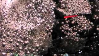 Il Mostro Della Laguna