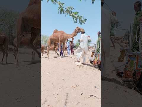 بمجرد أن قام أوانثاري بربط أوانث من الخلف بدأ أوانث بركله
