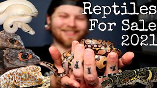 All Reptiles For Sale  [Cave Geckos, Croc Skinks, Tokay geckos, Crested Geckos, Gargoyle Geckos.]