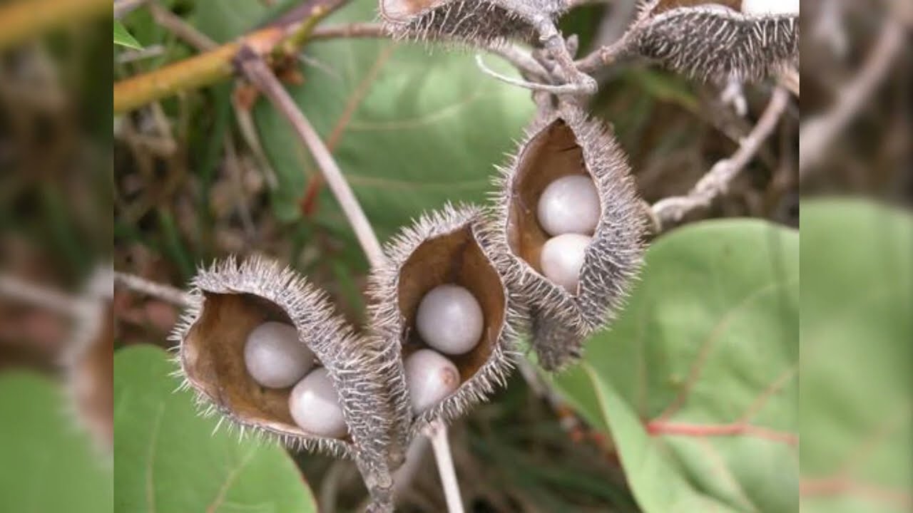 Herbier Numérique  Nicker gris  ( Caesalpinia bonduc )