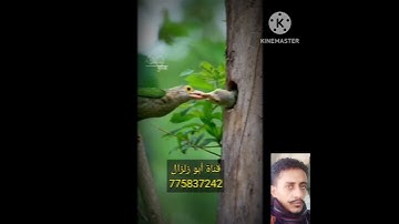 اجمل حالات واتس...قران كريم...ايات قصيره...صوت جميل جدا.. ( مع الطبيعه)