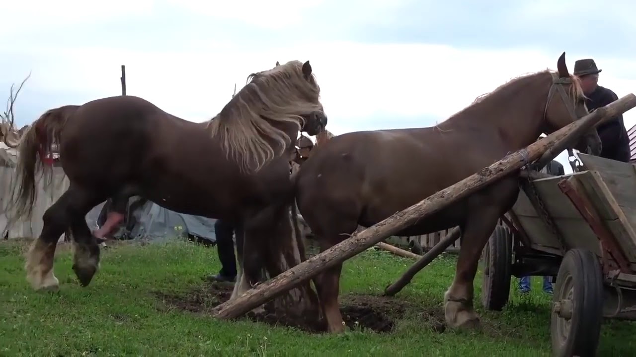 Big Horse Hard Mating Compilation 2019 Horse breeding Animals Mating - YouT...