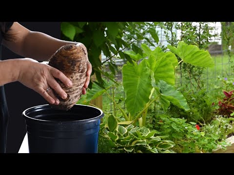 Video: Odrody Colocasia pre zónu 6: Výber sloních uší pre záhrady zóny 6