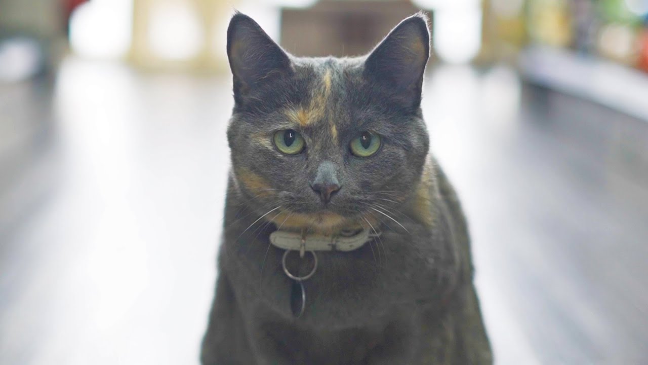 Global Pet Foods Video in Leduc, Alberta YouTube