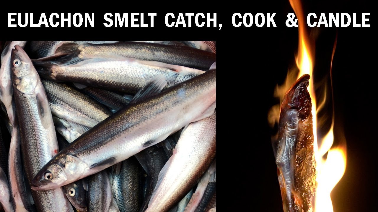 Catch & Cook Eulachon (Smelt) + Making Fish Candles! Cowlitz River