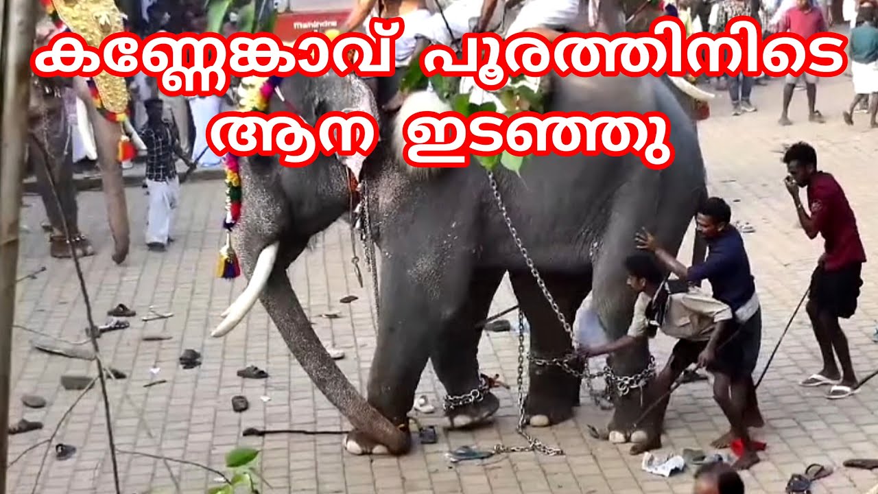 കണ്ണേങ്കാവ് പൂരത്തിനിടെ ആന ഇടഞ്ഞു kannenkavu pooram elephant attack