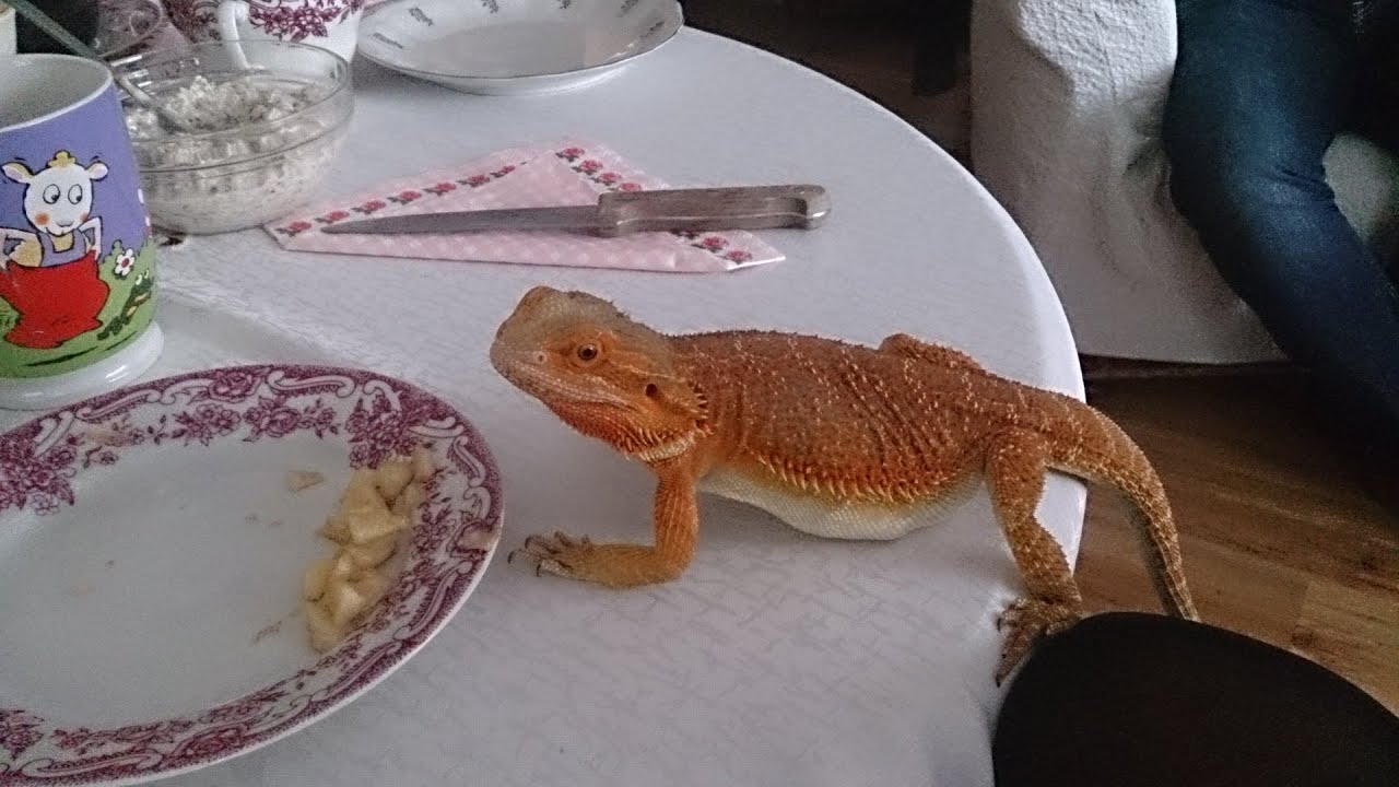 Agama brodata jaszczurka