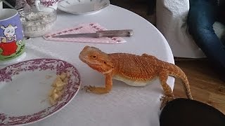 Agama Brodata Jaszczurka