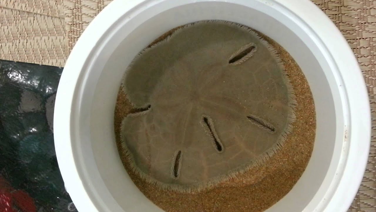 Keyhole Sand Dollar -