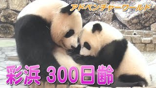 彩浜 300日齢　アドベンチャーワールド