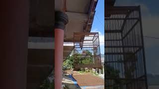 Download Lagu Jalak suren, masteran cucak ijo MP3