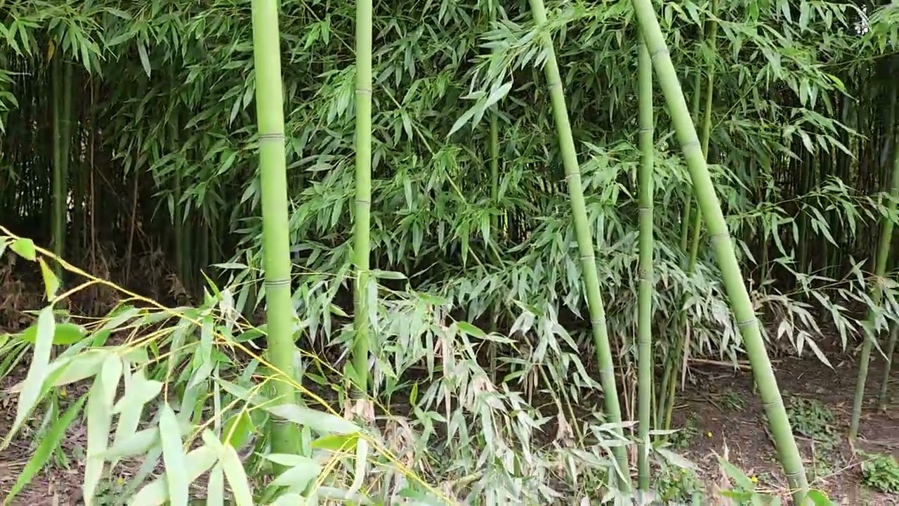 มาเลาะหนองน้ำเบิ่งป่าหน่อไม้สิออกอยู่บ่พี่น้อง #หน่อไม้ #ฝรั่งเศส