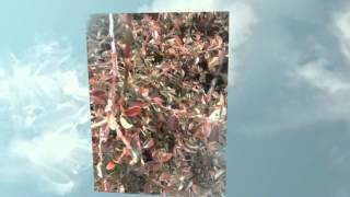 5C Earth Day Scavenger Hunt