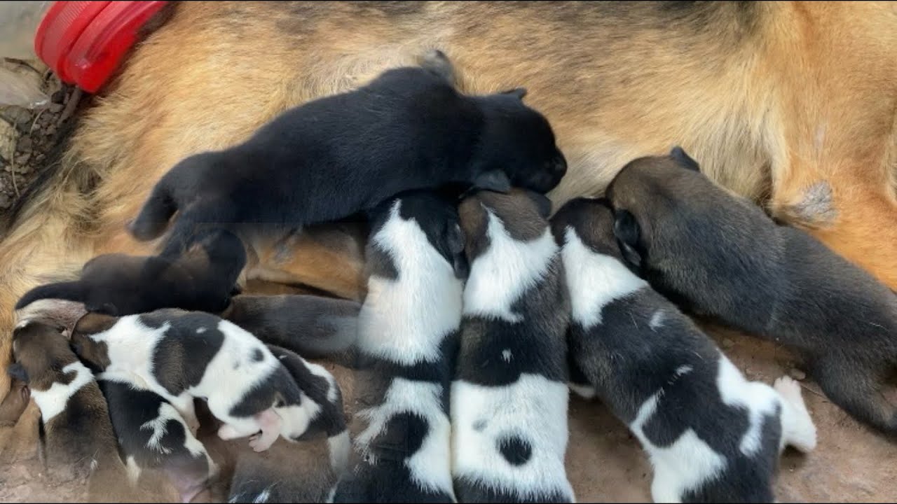 Adorable Newborn Puppies Feeding With Their Loving Mom 🐶💕