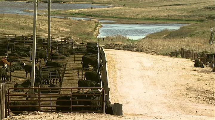 Angus VNR: Calm cattle pay
