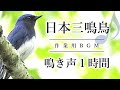 作業用BGM 日本三鳴鳥の鳴き声1時間 オオルリ ウグイス コマドリのさえずり 作業用BGM 日本三鳴鳥の鳴き声1時間 オオルリ ウグイス コマドリのさえずり
