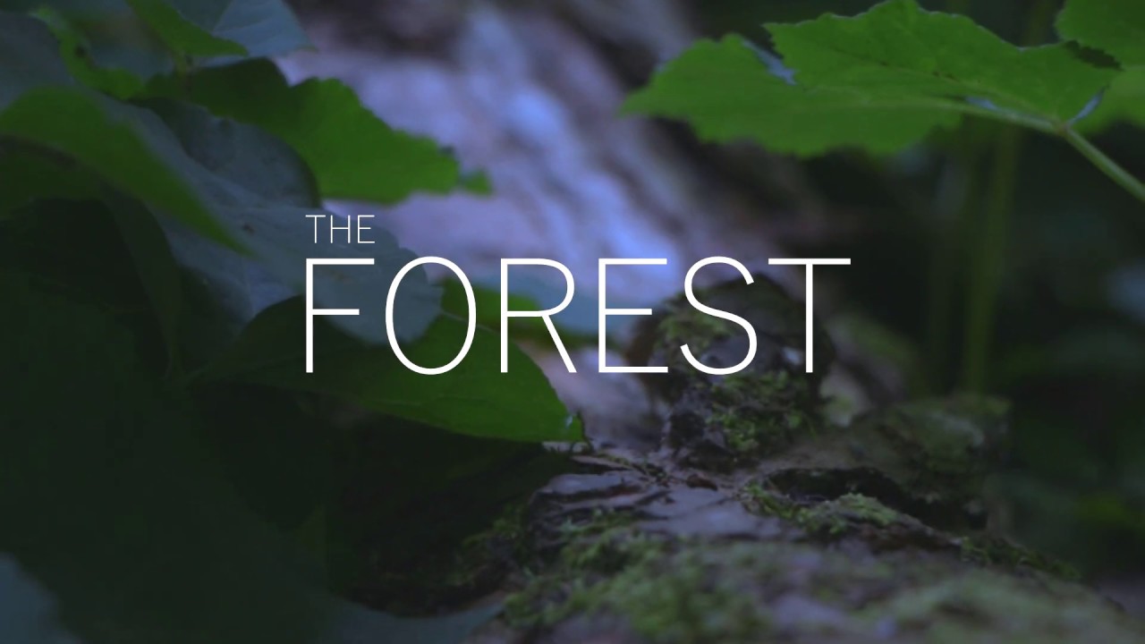 The Forest - Video und Schnitt von EVENTORAMA.DE