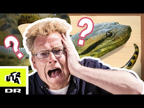 Video: Kunne en anakonda spise et menneske?