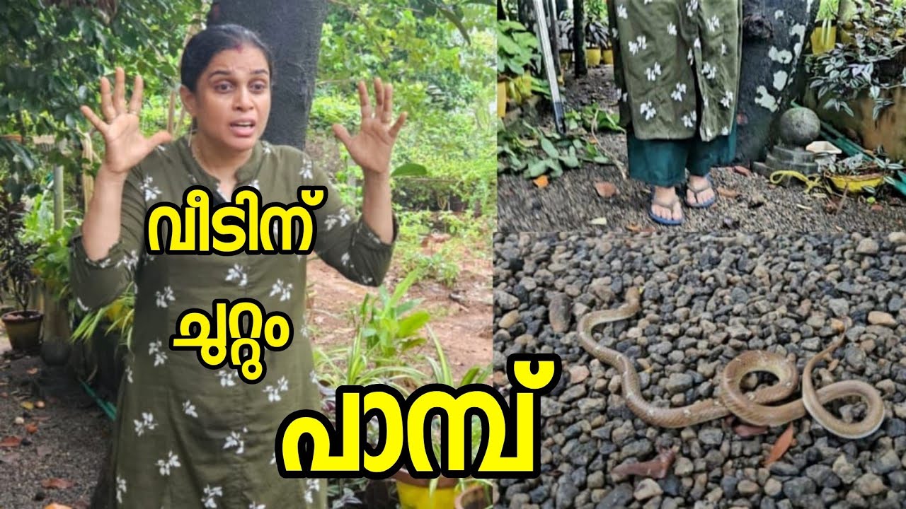 വീടിന് ചുറ്റും പാമ്പ് പുറത്തിറങ്ങാൻ പേടിയാകുന്നു😰 | പുട്ടും കടലയും - Tasty Breakfast