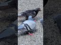 Graceful Pigeons #3,846 #shorts #pigeon #bird #birds #peaceful #youtubeshorts #kabootar