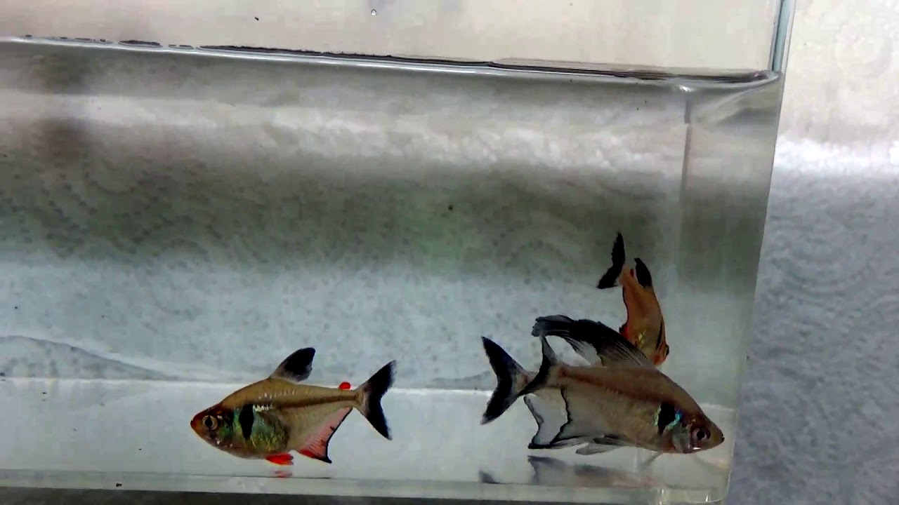 breeding pairs of black phantom tetras YouTube