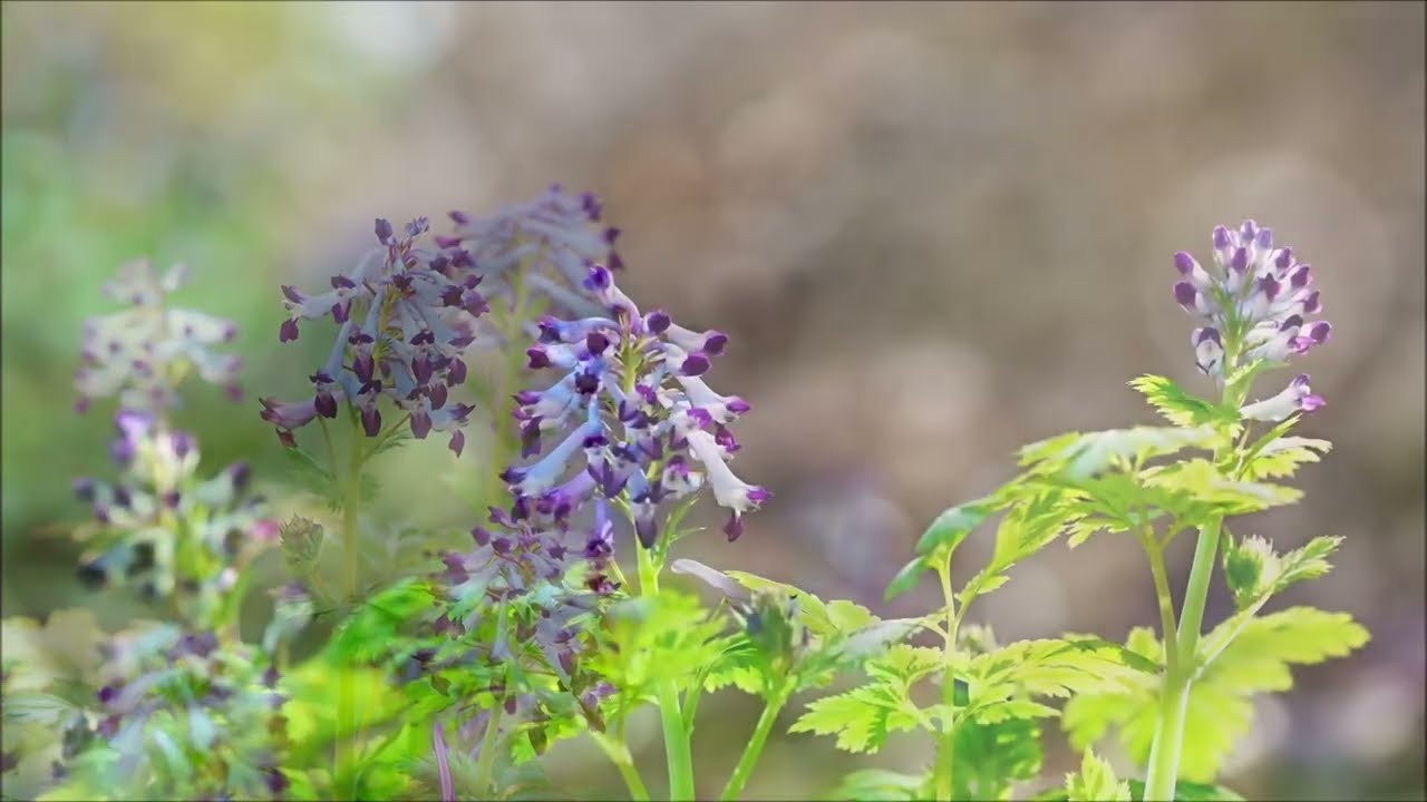 금정산의 풀꽃(5) - 자주괴불주머니(Corydalis incisa)