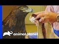 How To Safely & Successfully Catch A Golden Eagle | The Zoo