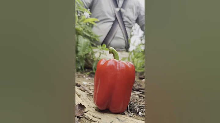 Does anyone like eating bell peppers like Pao?#shorts #bushcraft #dailylife #survival #outdoors #005