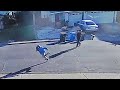 Fleeing Suspect Gets Shot As He Throws His Gun Away