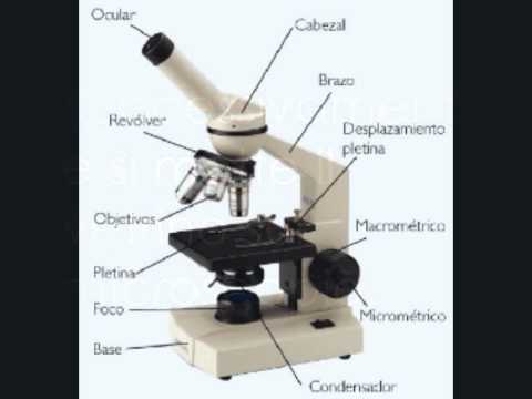 Para que sirve un microscopio optico