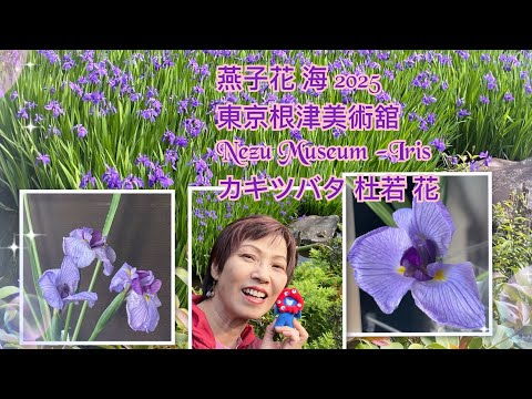 燕子花海2025 東京 根津美術館 同 大阪萬博吉祥代表脈脈 / #夏妙然博士 / Follow me to see Jap Iris in Nezu Museum in Tokyo / 花菖蒲　花海