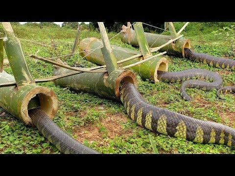 Video: Cómo Atrapar Serpientes