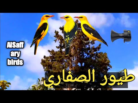 طيور الصفاري AlSaffary Birds 2022 صفري البلبله
