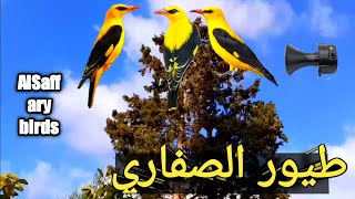 طيور الصفاري AlSaffary birds 2022(صفري البلبله)