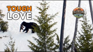 TOUGH LOVE, the misbehaving bear cub - Catch Me If You Can Mom! by Yellowstone Video 210,791 views 2 years ago 6 minutes, 38 seconds