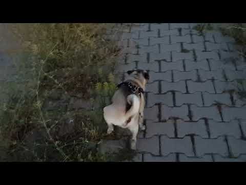 Video: Hangi Koku Köpekleri Korkutur
